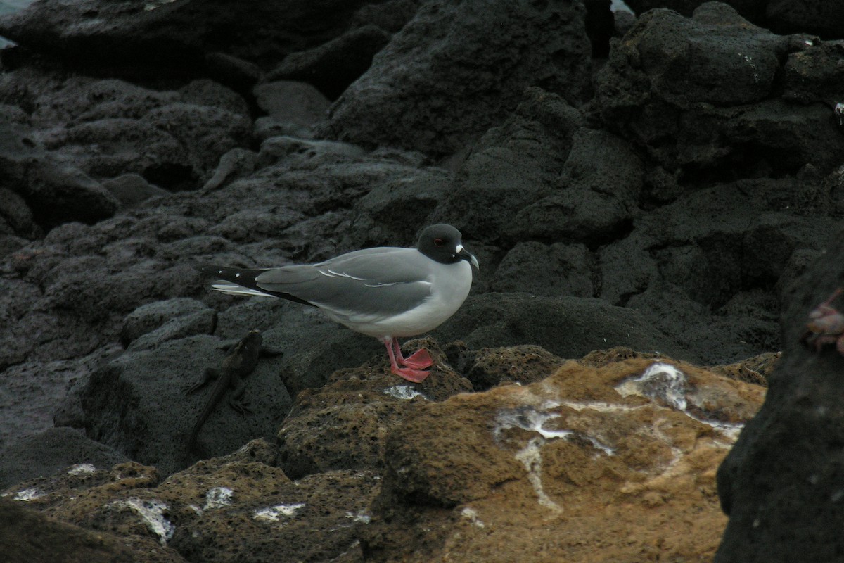 Swallow-tailed Gull - ML645053677