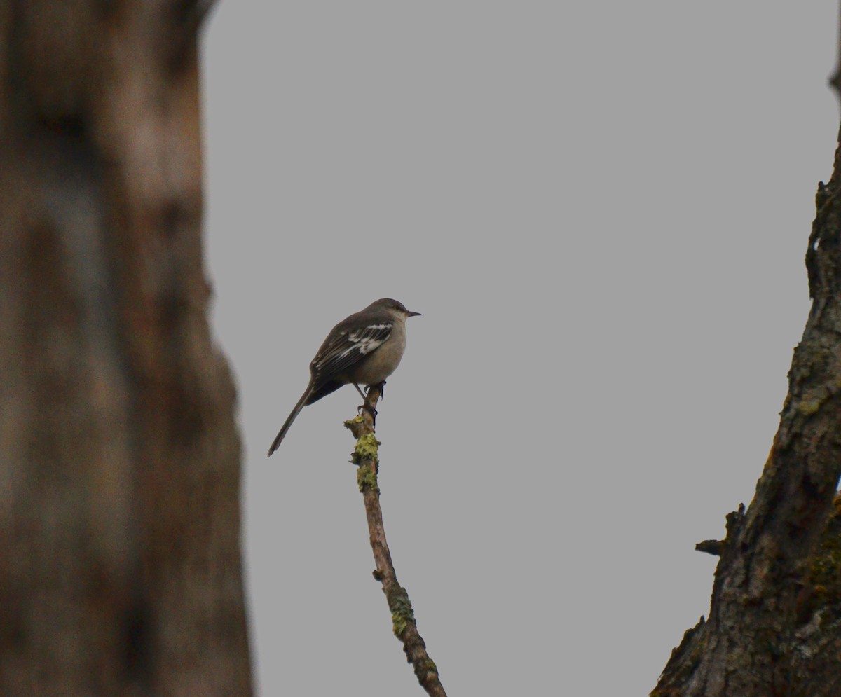 Northern Mockingbird - ML645053678