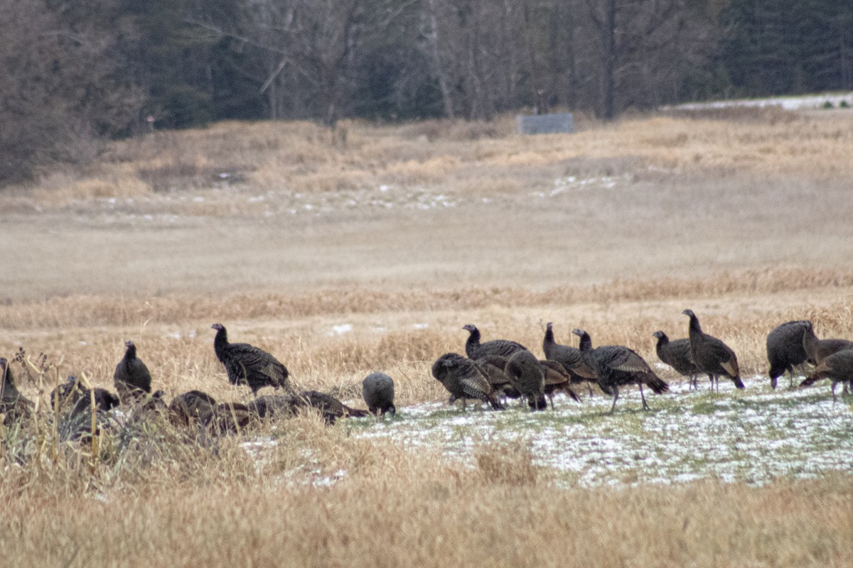 Wild Turkey - ML645053680