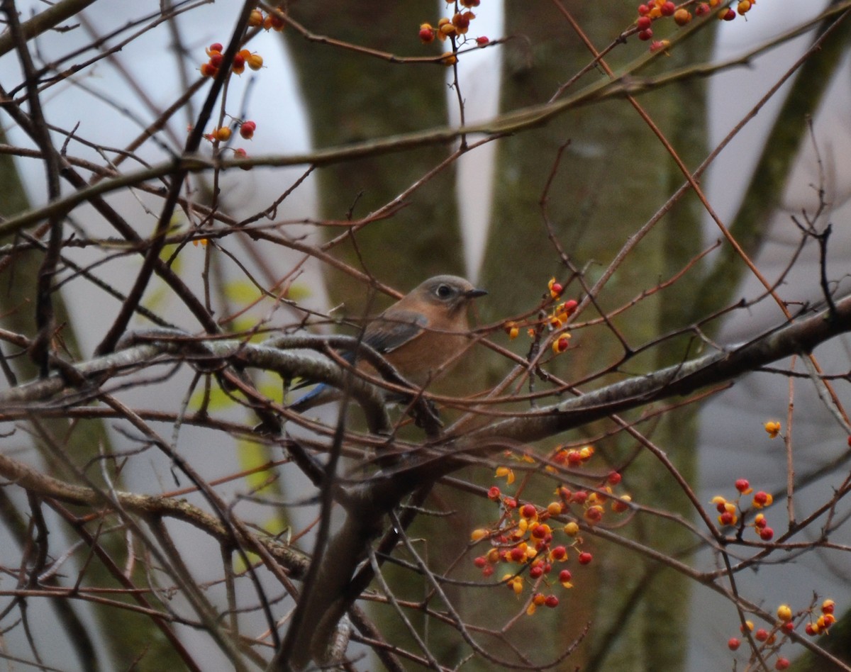 Eastern Bluebird - ML645053684