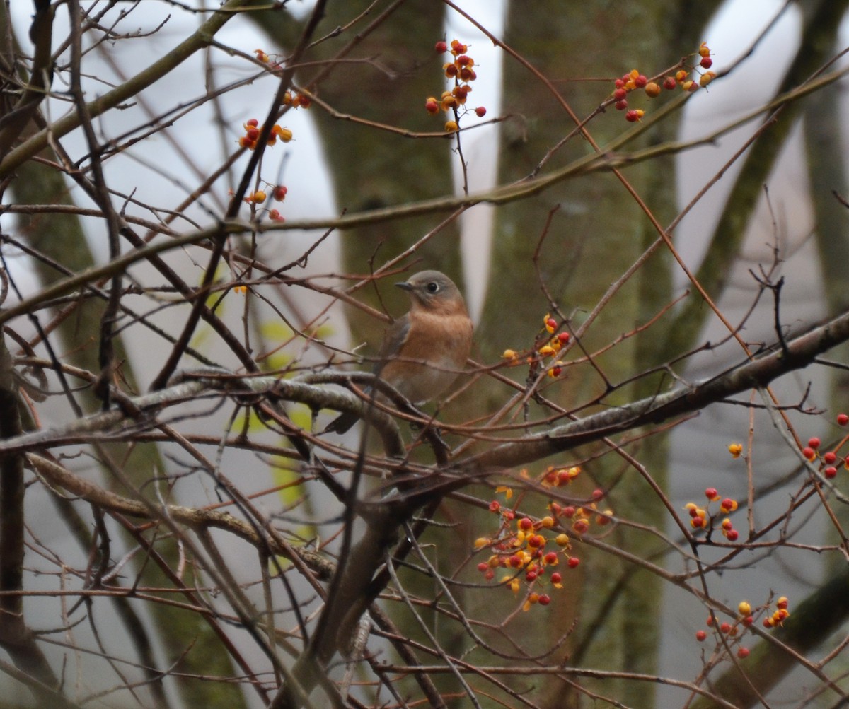 Eastern Bluebird - ML645053685