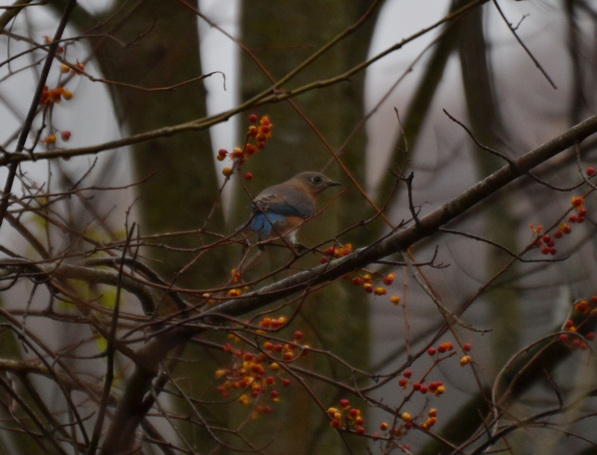 Eastern Bluebird - ML645053686