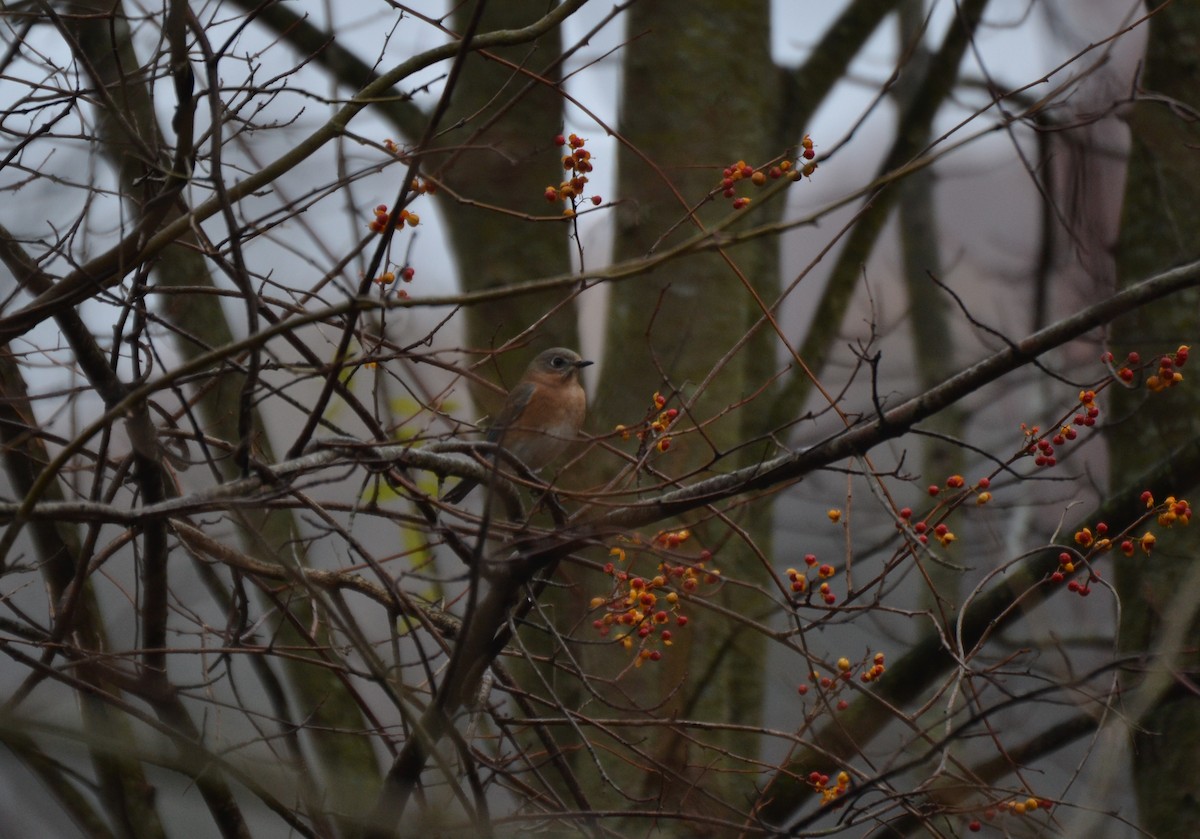 Eastern Bluebird - ML645053687