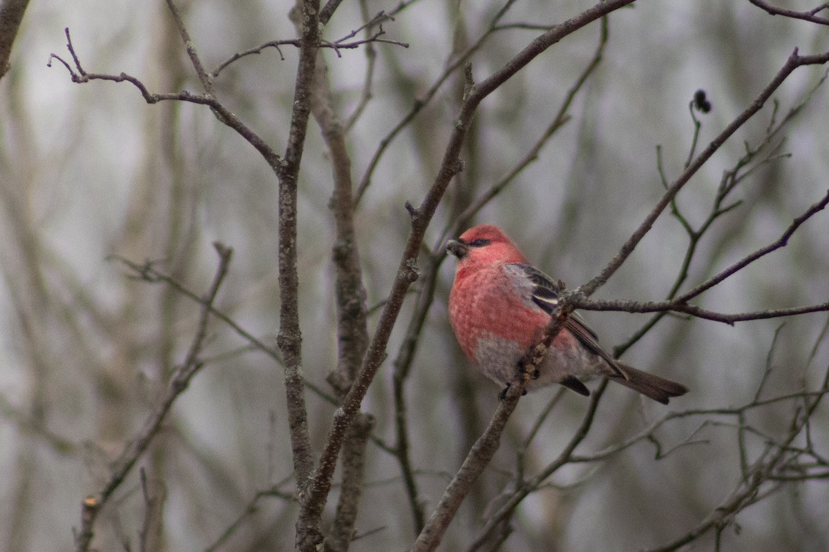 Pine Grosbeak - ML645053688