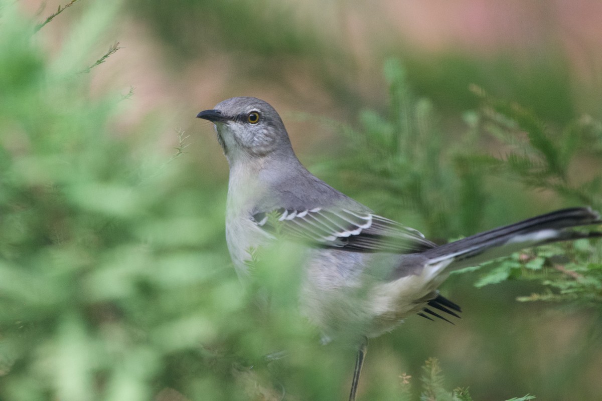 Northern Mockingbird - ML645053689