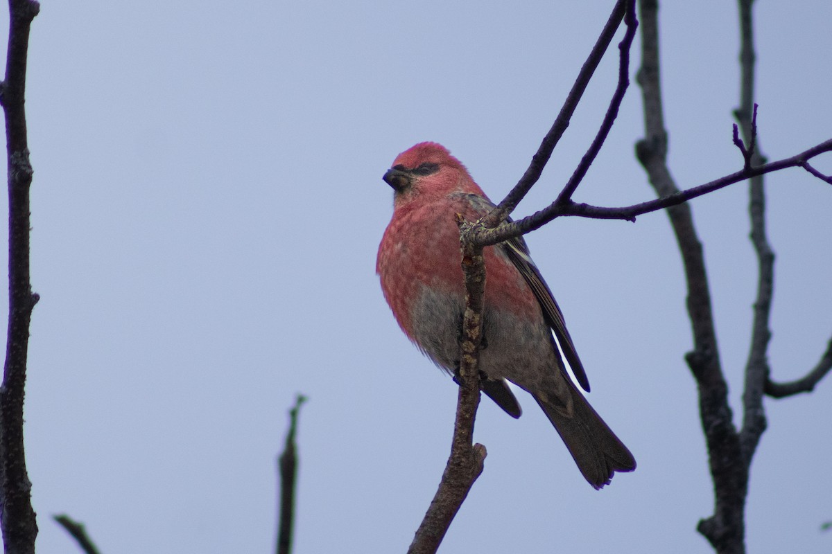 Pine Grosbeak - ML645053690
