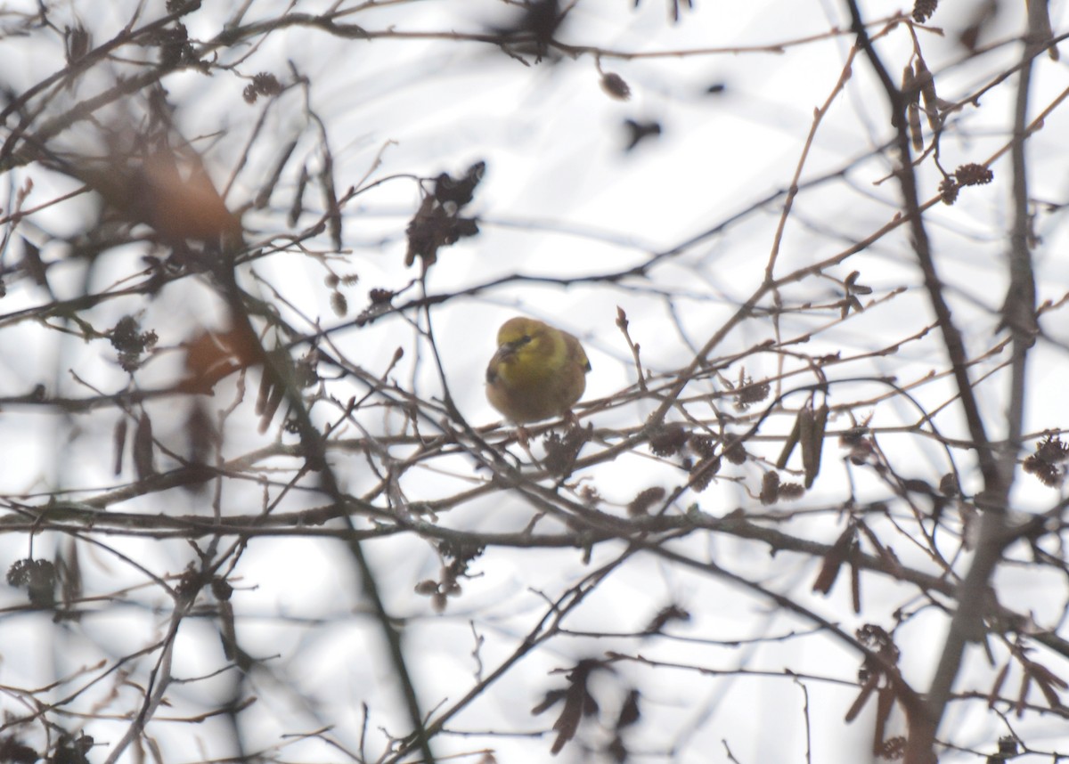 American Goldfinch - ML645053691