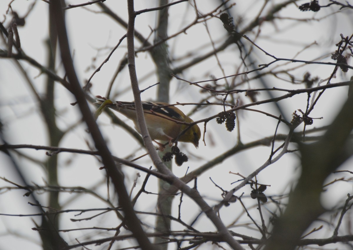 American Goldfinch - ML645053692