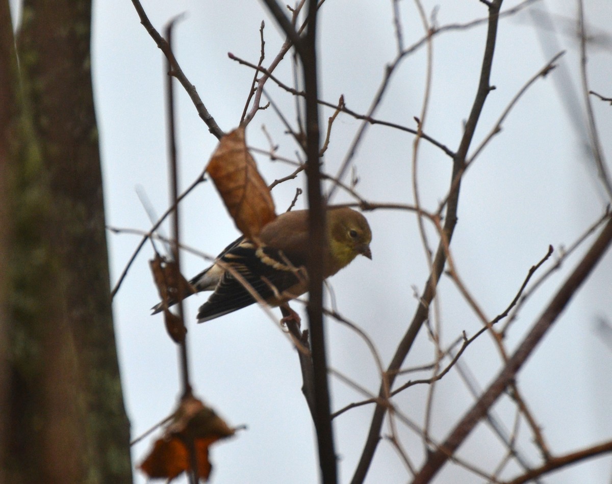 American Goldfinch - ML645053693