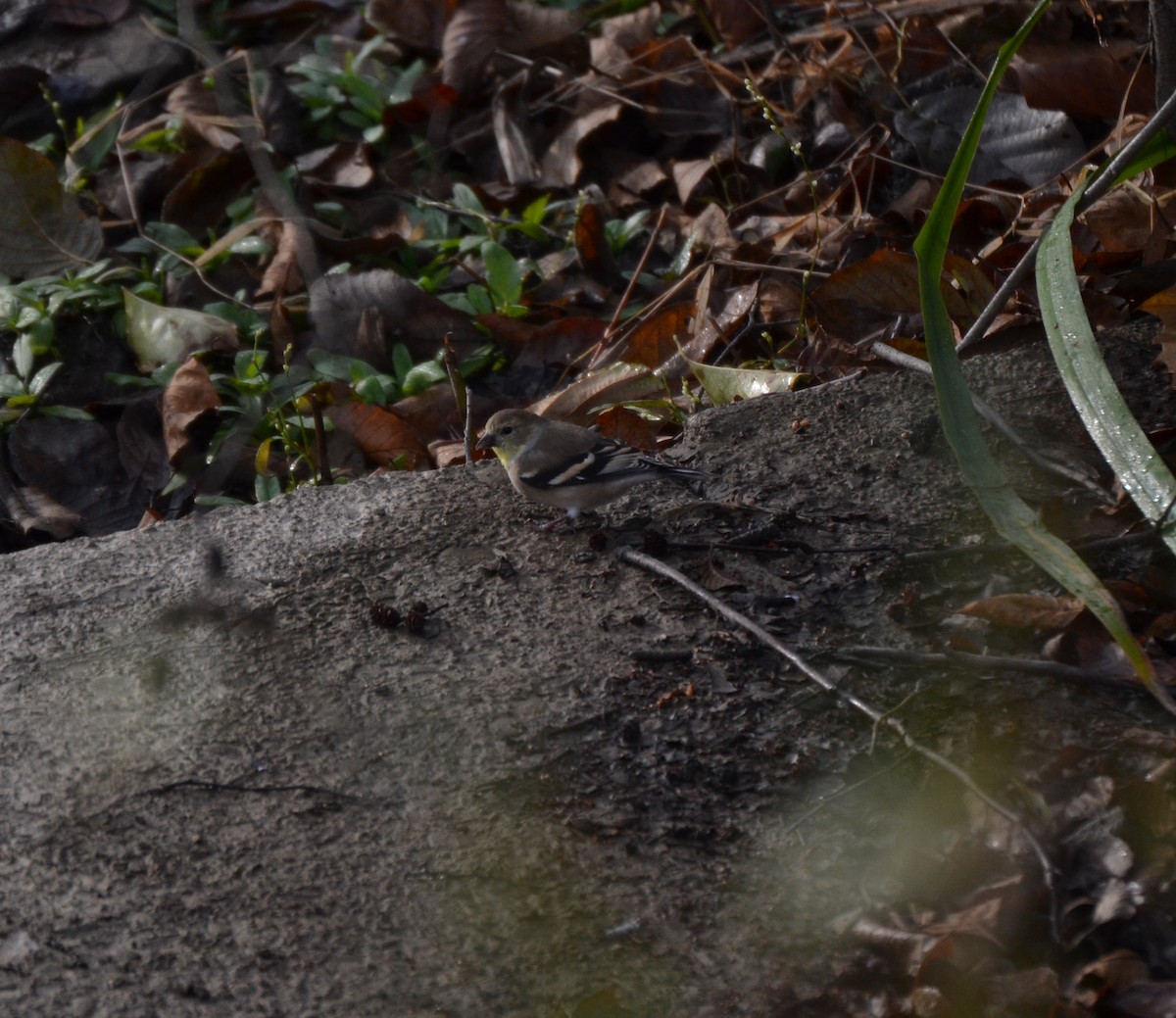 American Goldfinch - ML645053694