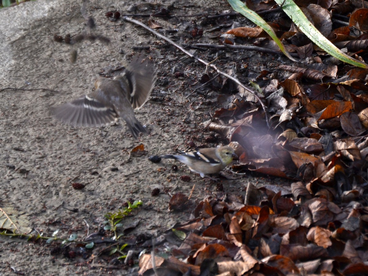 American Goldfinch - ML645053695
