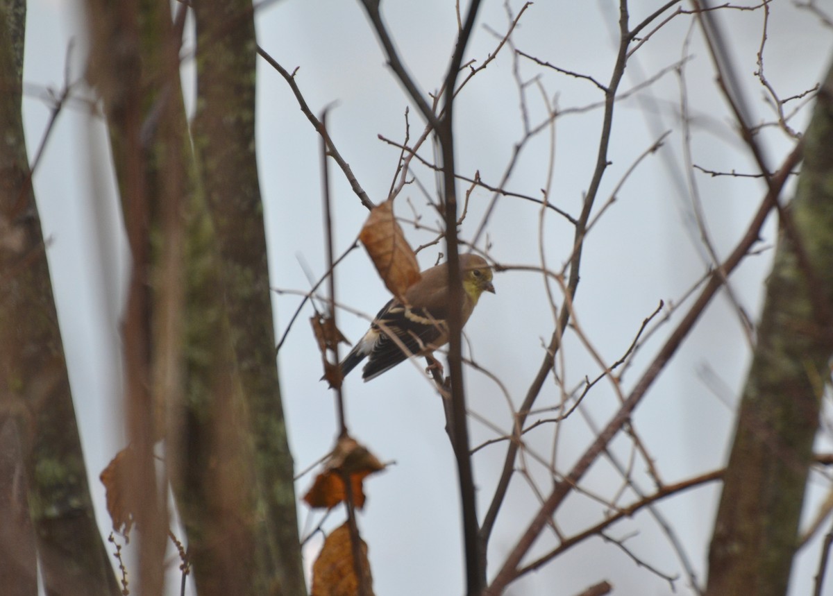 American Goldfinch - ML645053696
