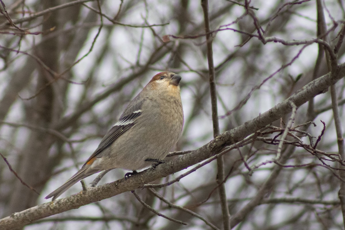 Pine Grosbeak - ML645053697