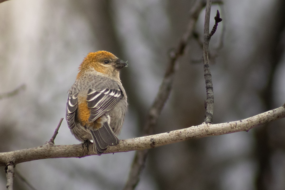 Pine Grosbeak - ML645053700