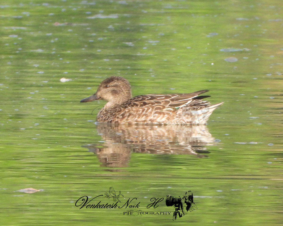 Ногоохон нугас - ML645053718