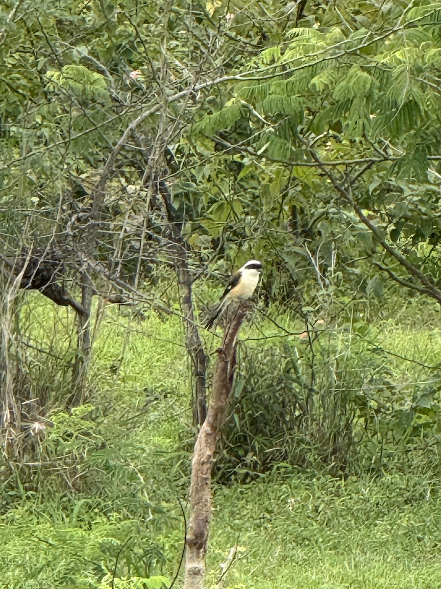 Bay-backed Shrike - ML645053723