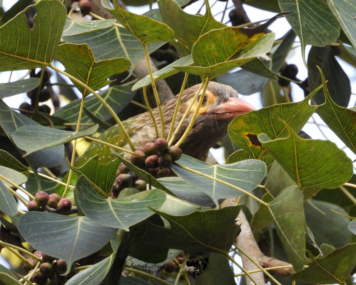 Brown-headed Barbet - ML645053725