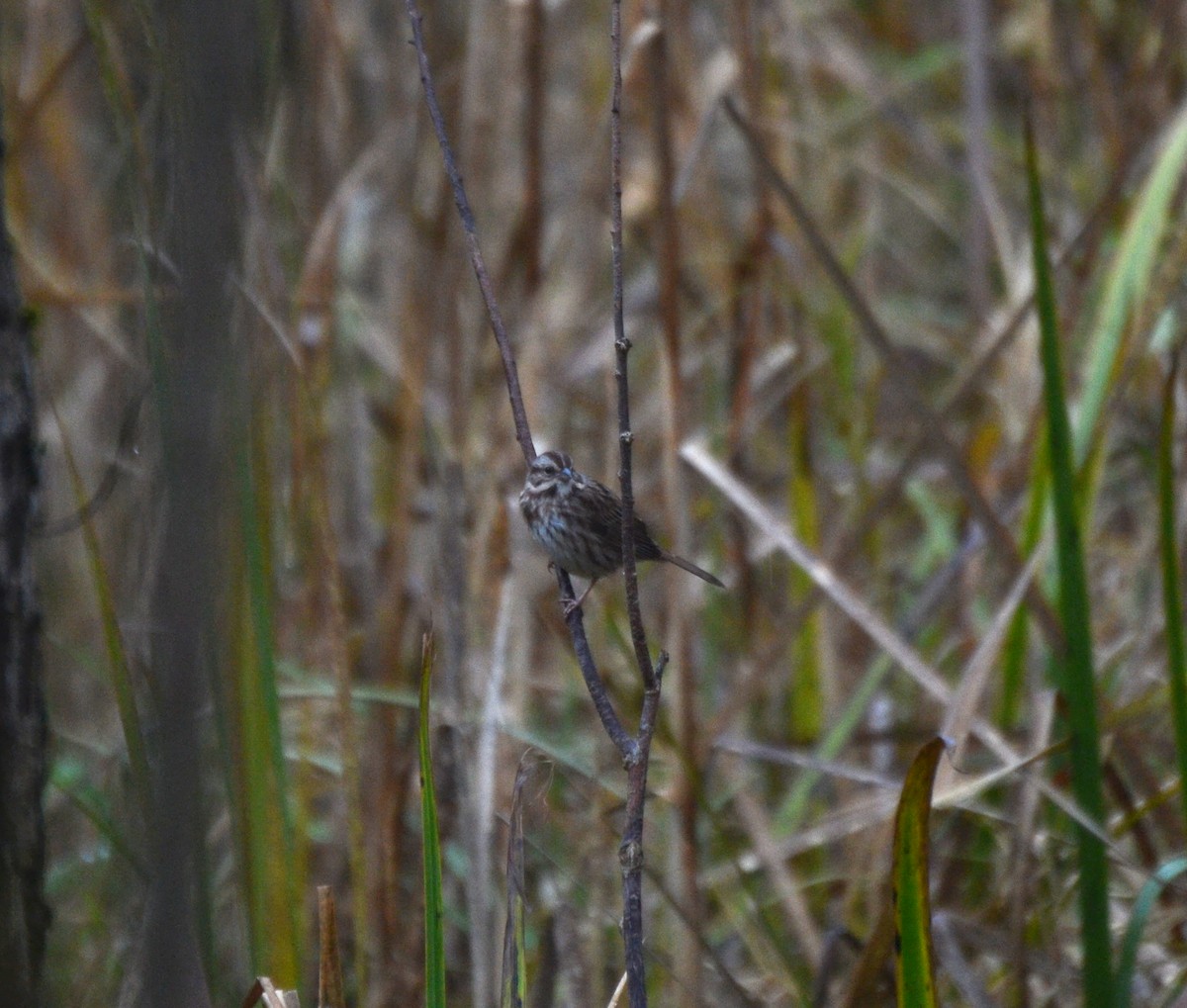 Song Sparrow - ML645053726