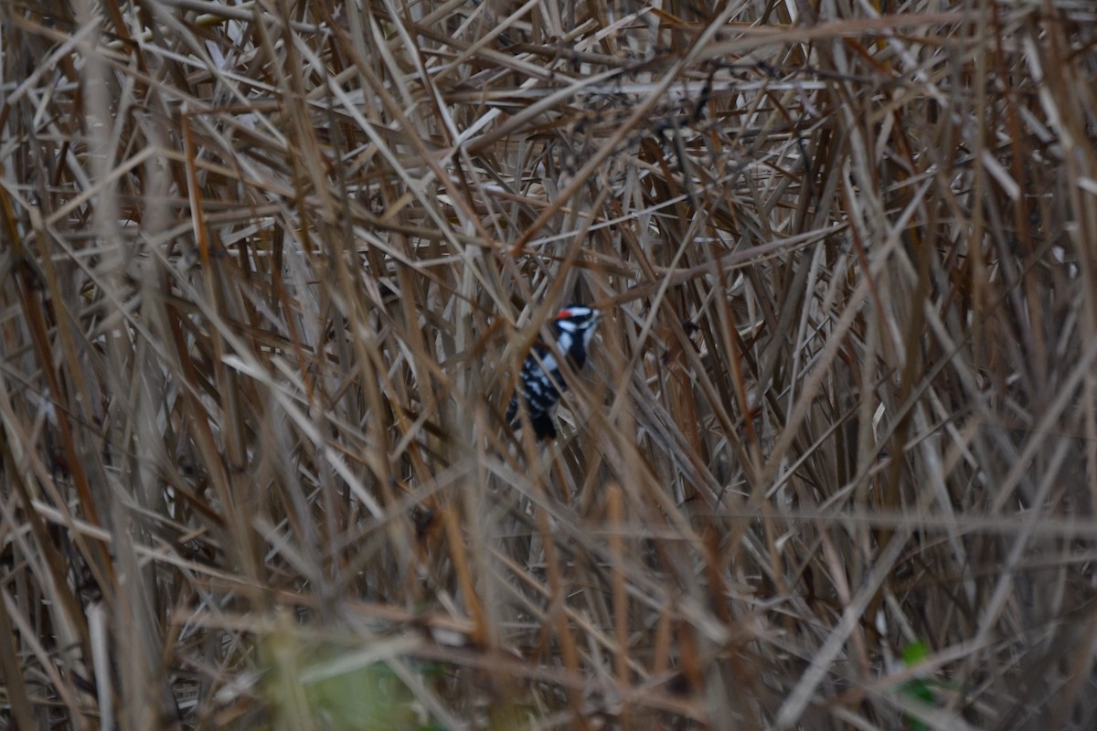 Downy Woodpecker - ML645053743