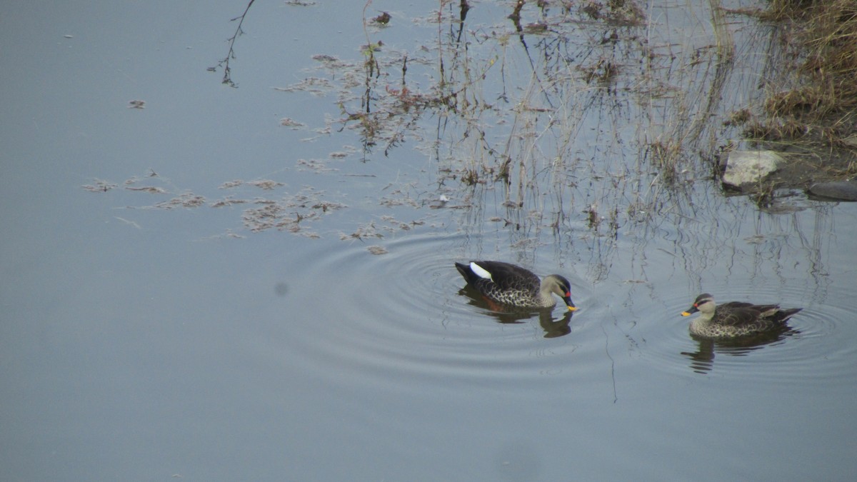 Indian Spot-billed Duck - ML645053752
