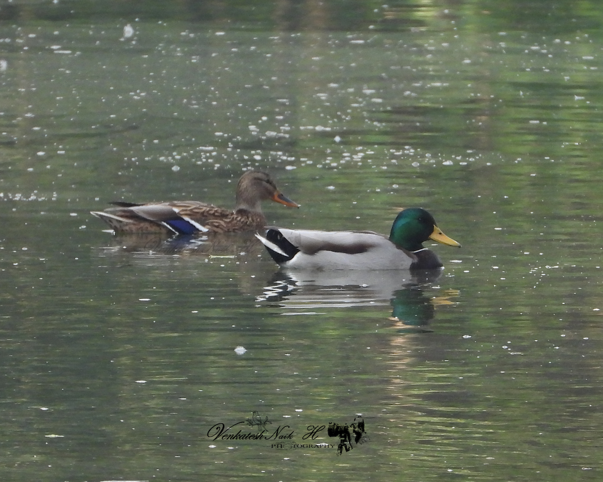 Зэрлэг нугас - ML645053756