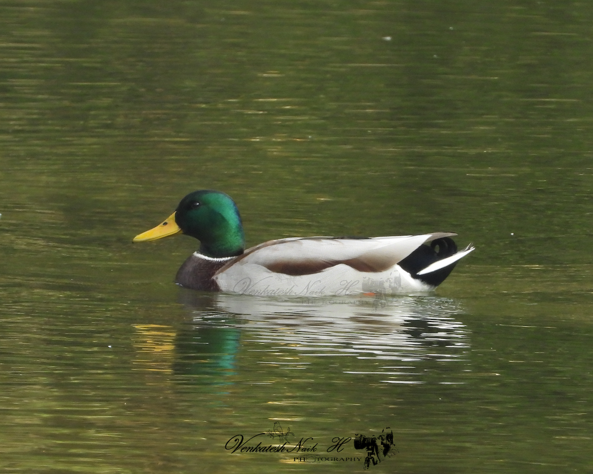 Зэрлэг нугас - ML645053757