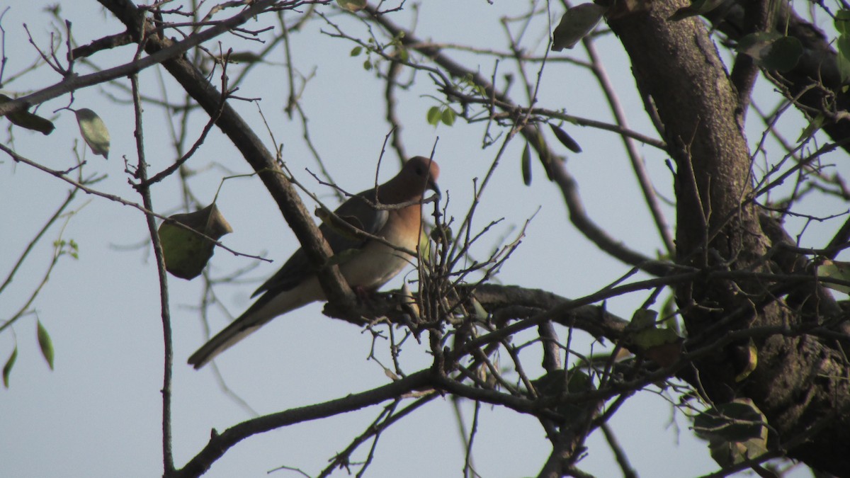 Laughing Dove - ML645053767
