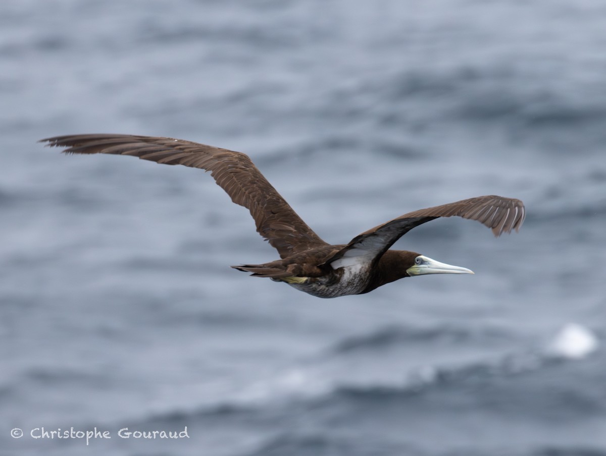 Brown Booby - ML645053773