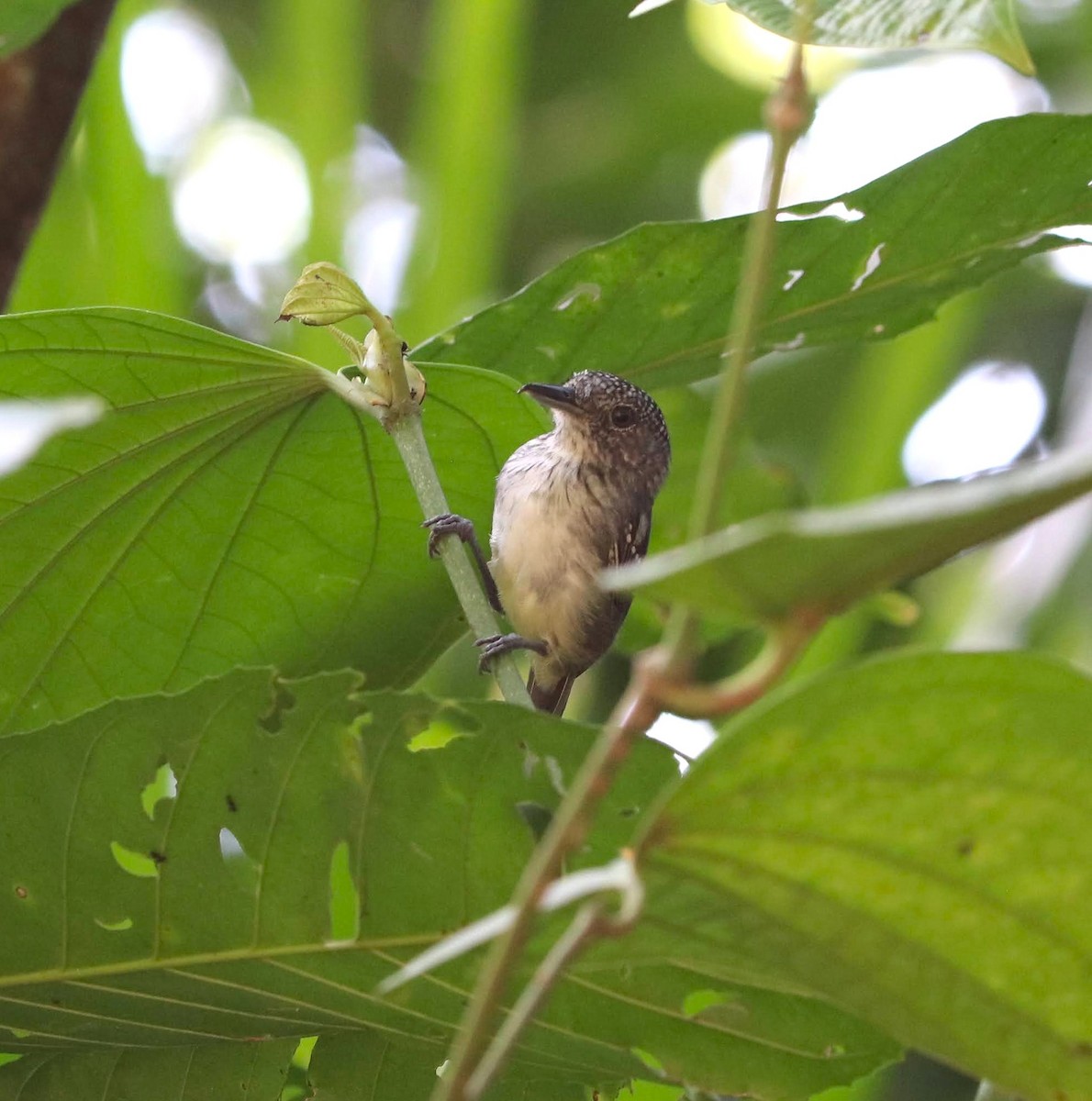 Spot-crowned Antvireo - ML645053787