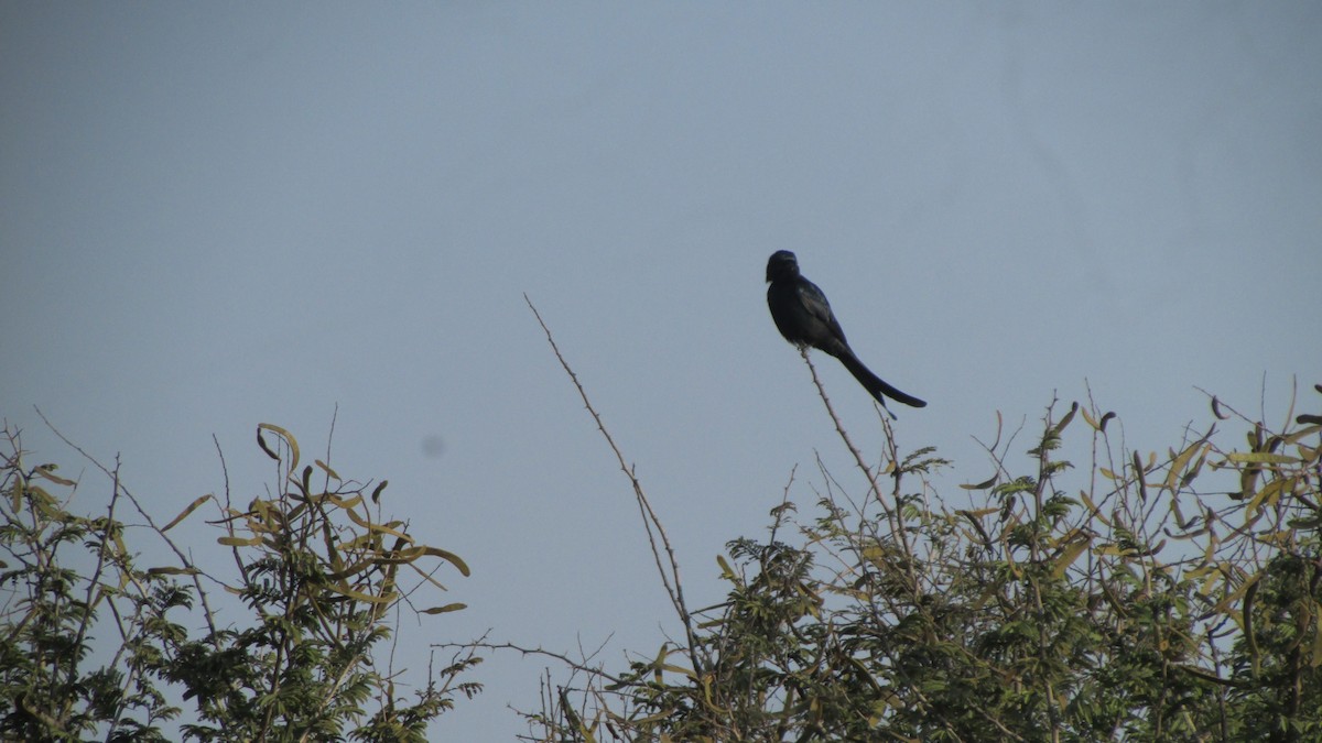 Black Drongo - ML645053788