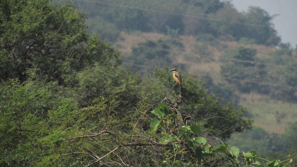 Long-tailed Shrike - ML645053803
