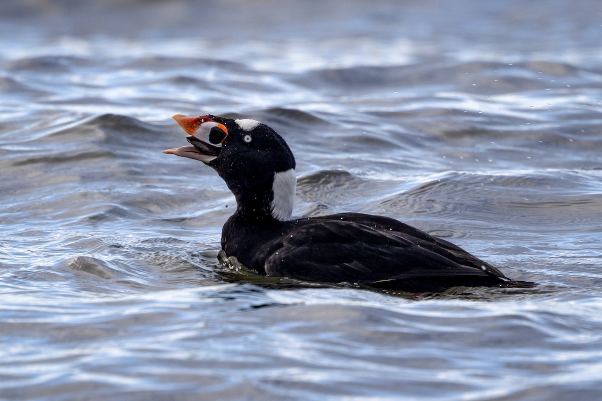 Surf Scoter - ML645053809