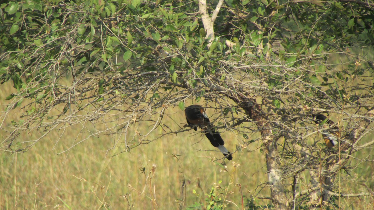 Rufous Treepie - ML645053810