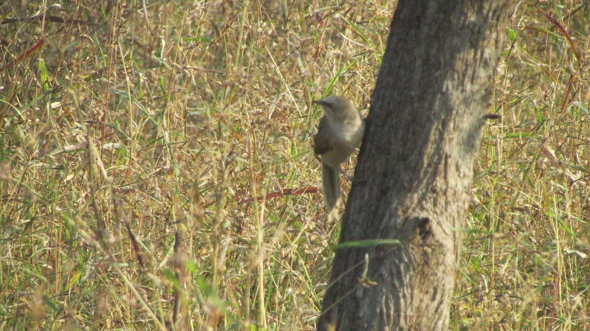 Large Gray Babbler - ML645053817