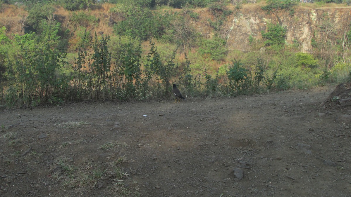 Common Myna - ML645053826