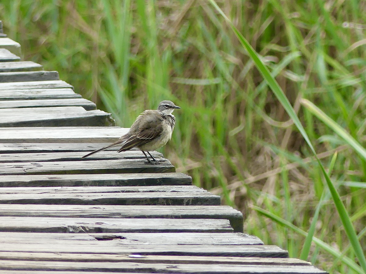 Cape Wagtail - ML645053840