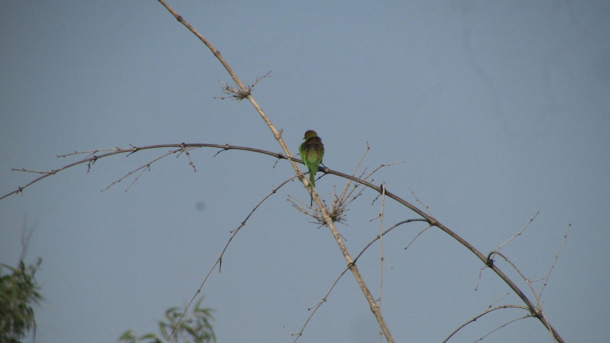 Asian Green Bee-eater - ML645053847