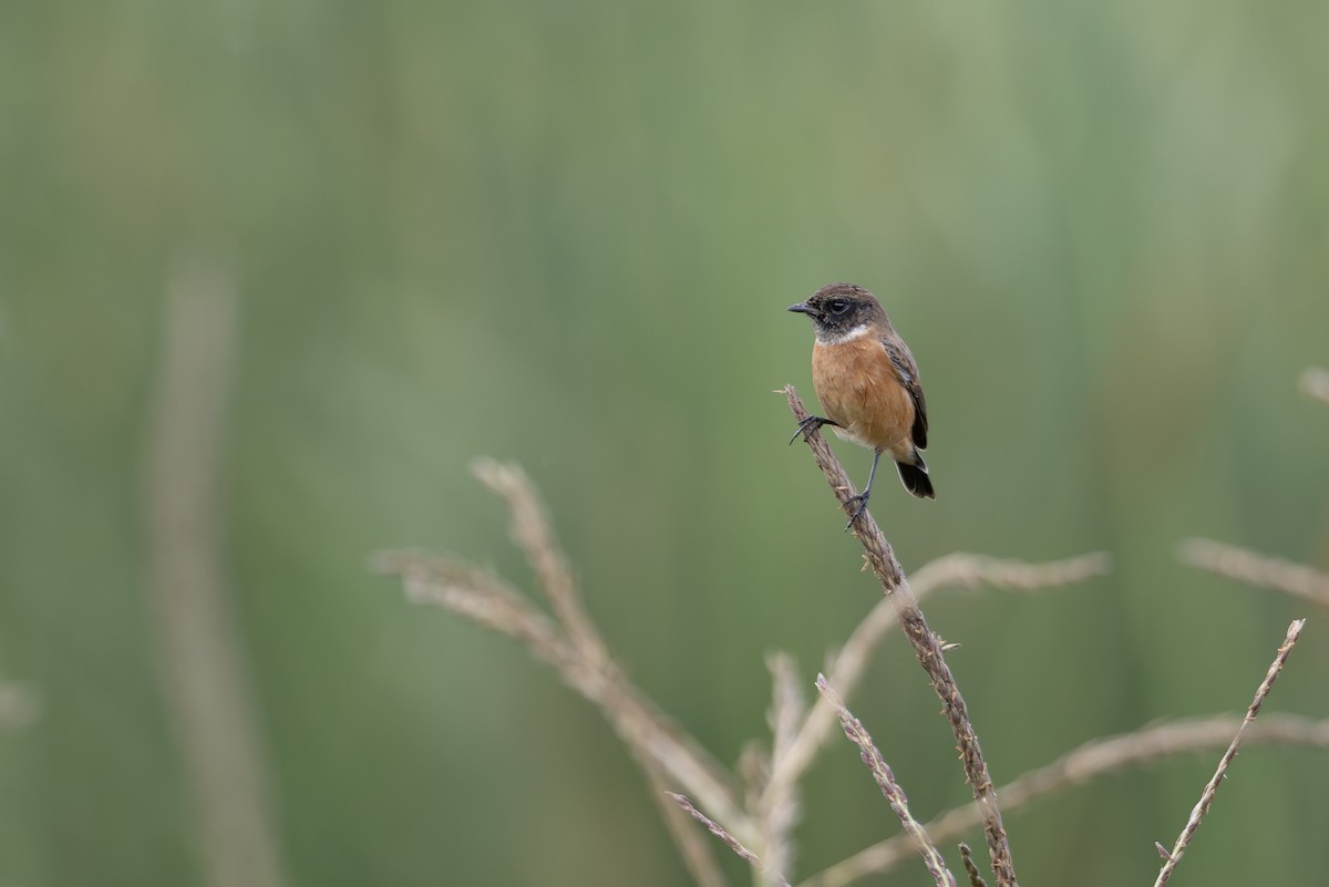 Siberian Stonechat - ML645053848