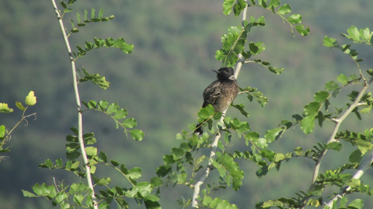 Red-vented Bulbul - ML645053854