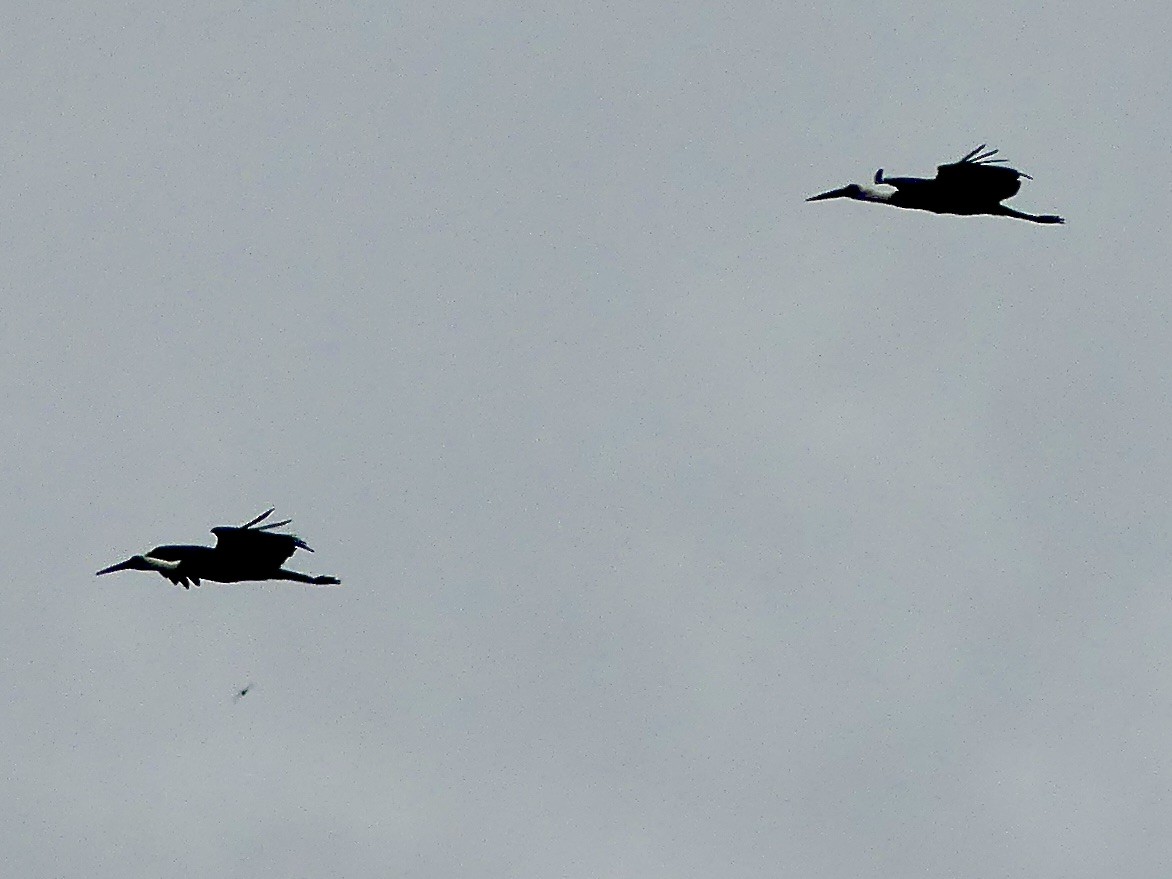 Hadada Aynağı - ML645053858