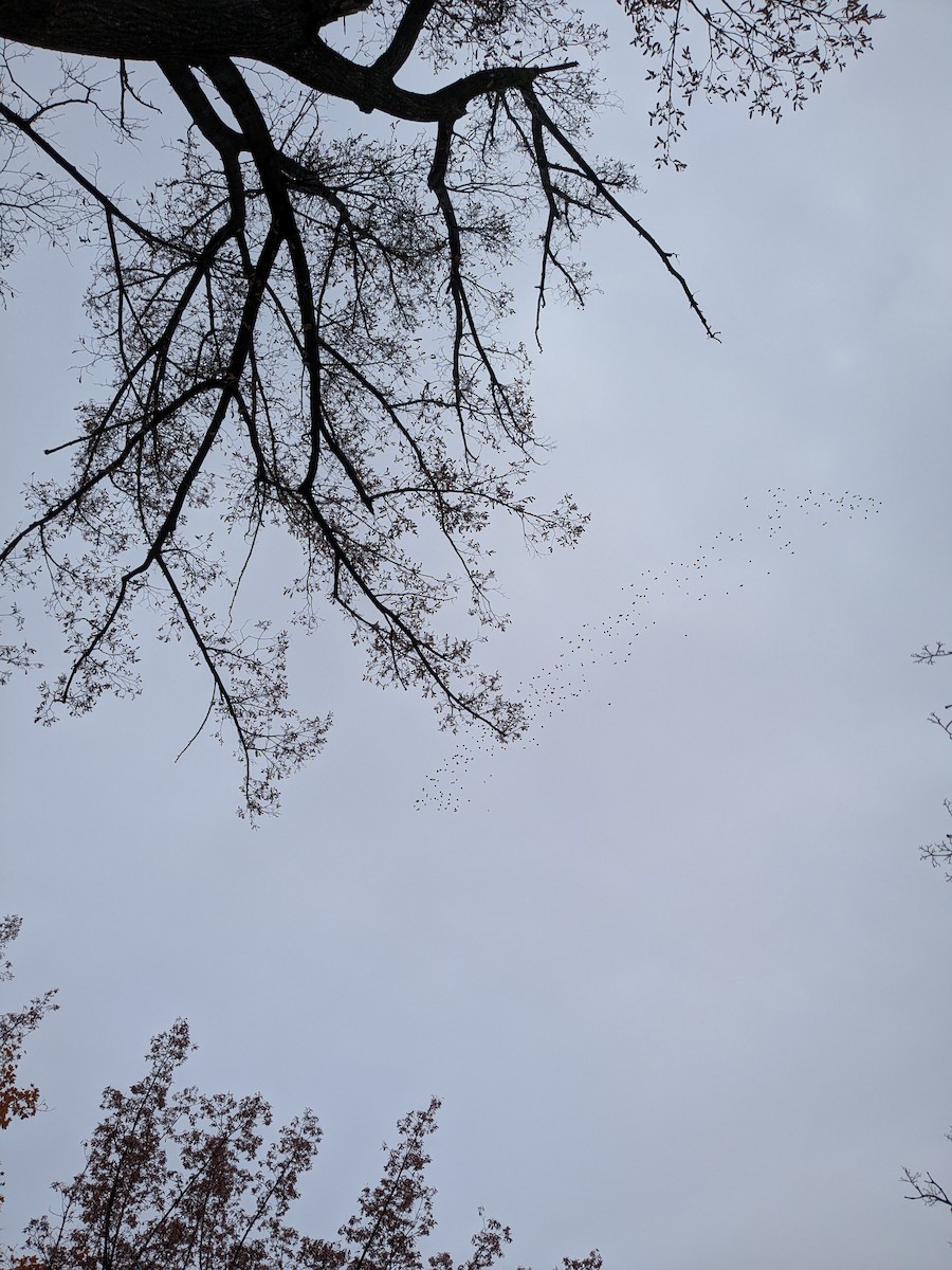 European Starling - ML645053860