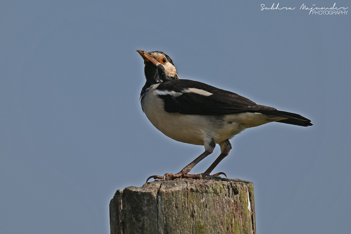 Indian Pied Starling - ML645053885