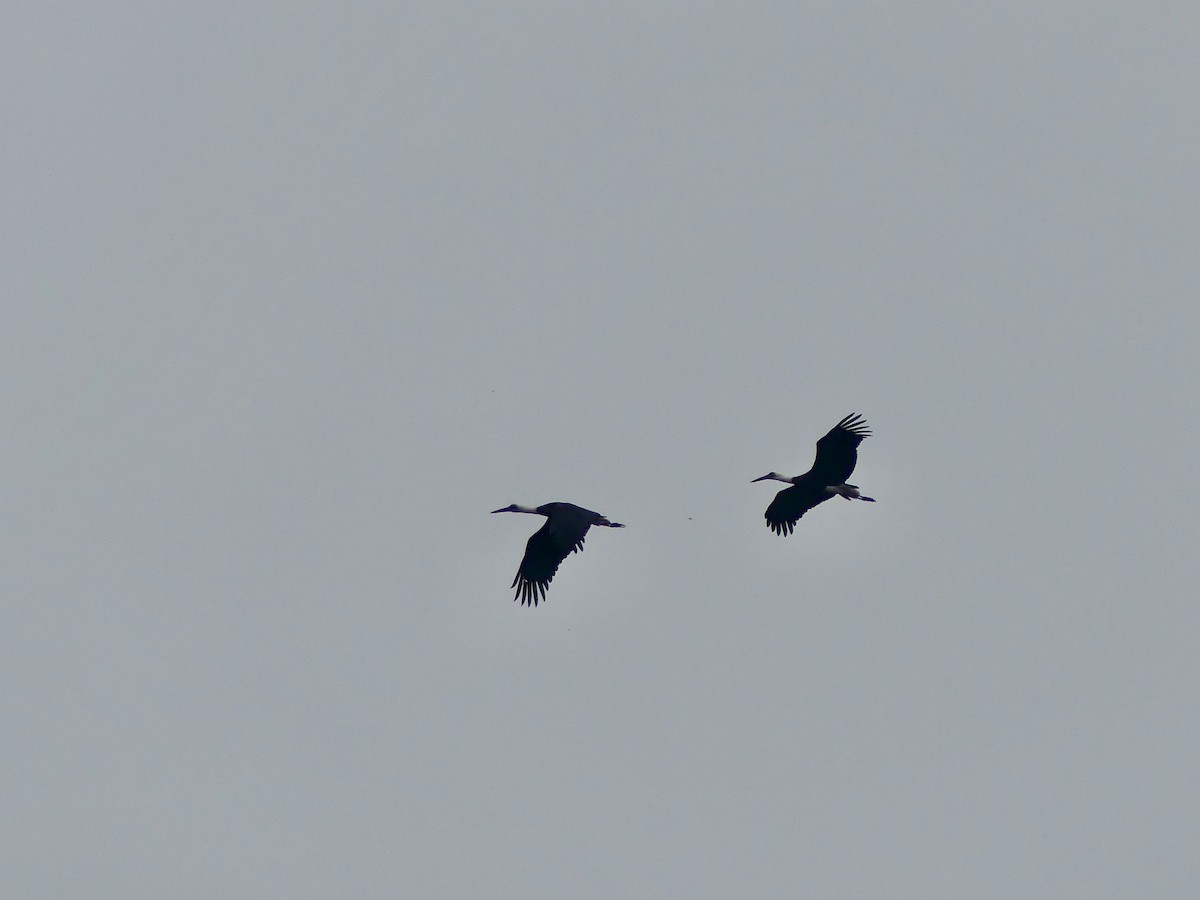 Hadada Aynağı - ML645053902