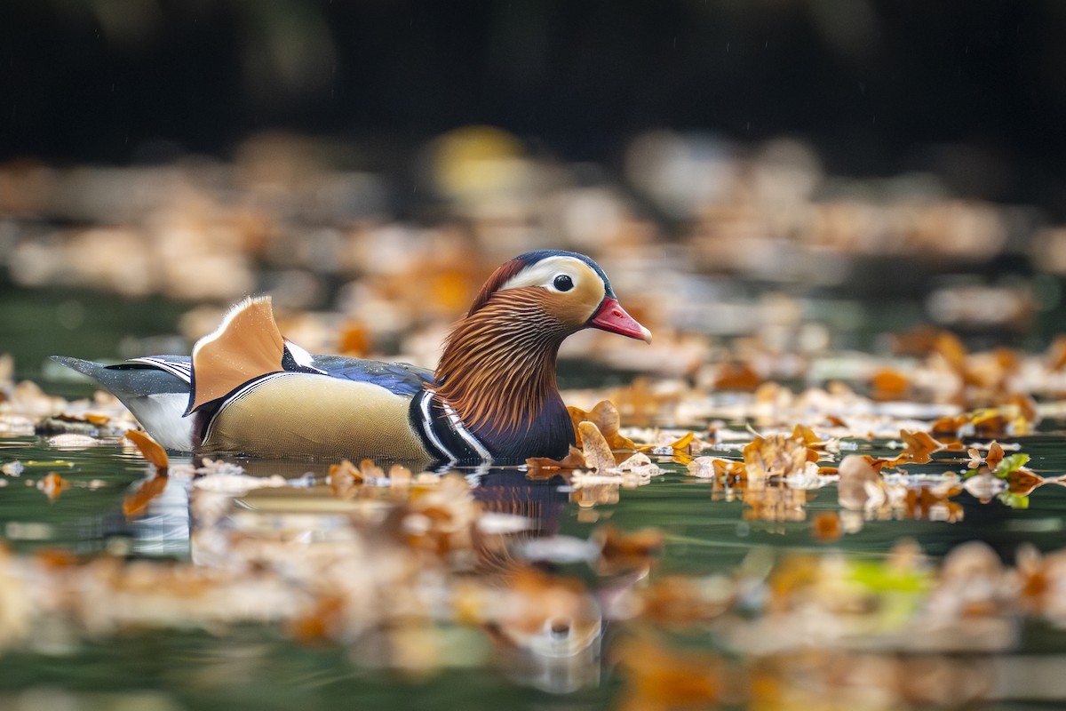 Mandarin-ahatea - ML645053920