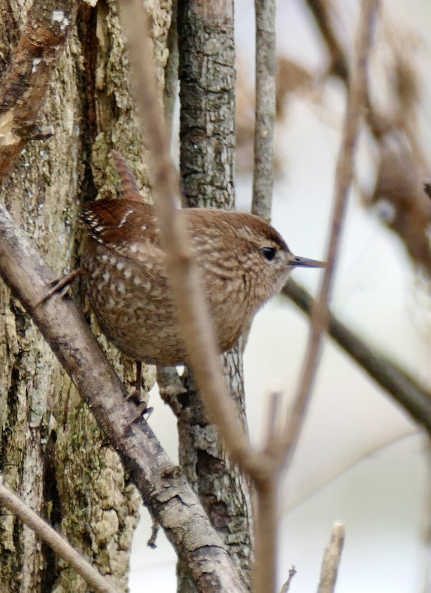 Winter Wren - ML645053925