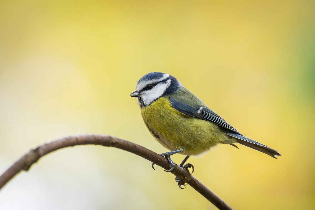 Eurasian Blue Tit - ML645053928