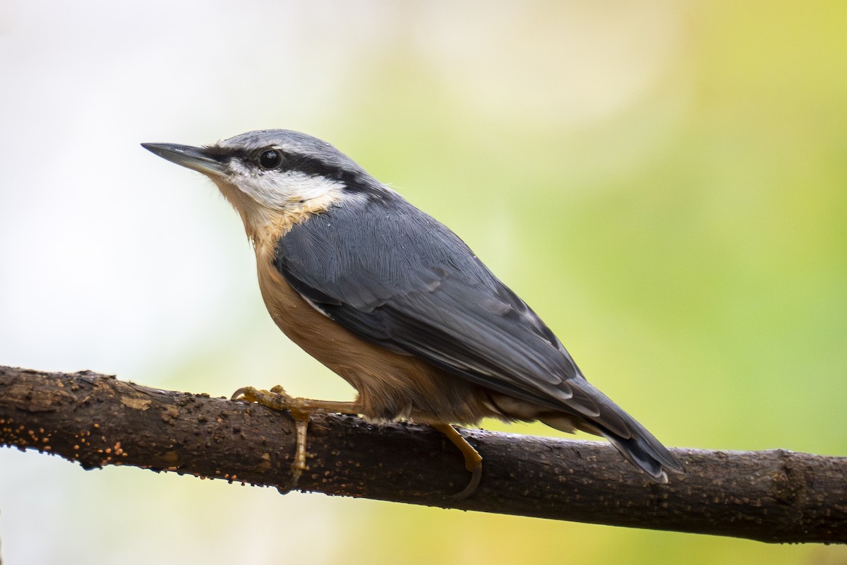 Eurasian Nuthatch - ML645053929