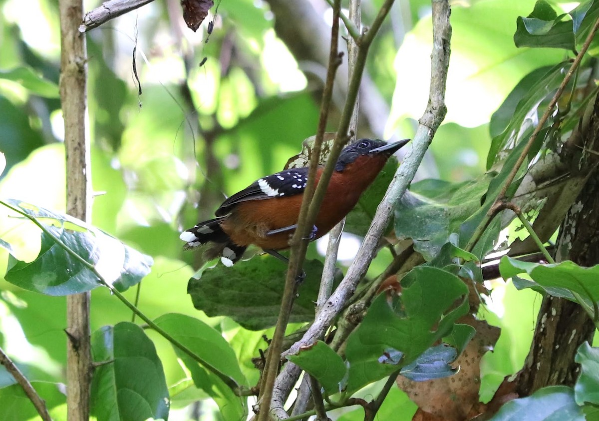 Dot-winged Antwren - ML645053935