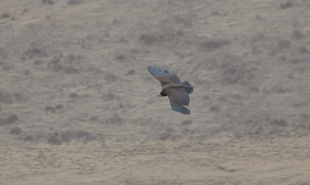 sup hnědý - ML645053937