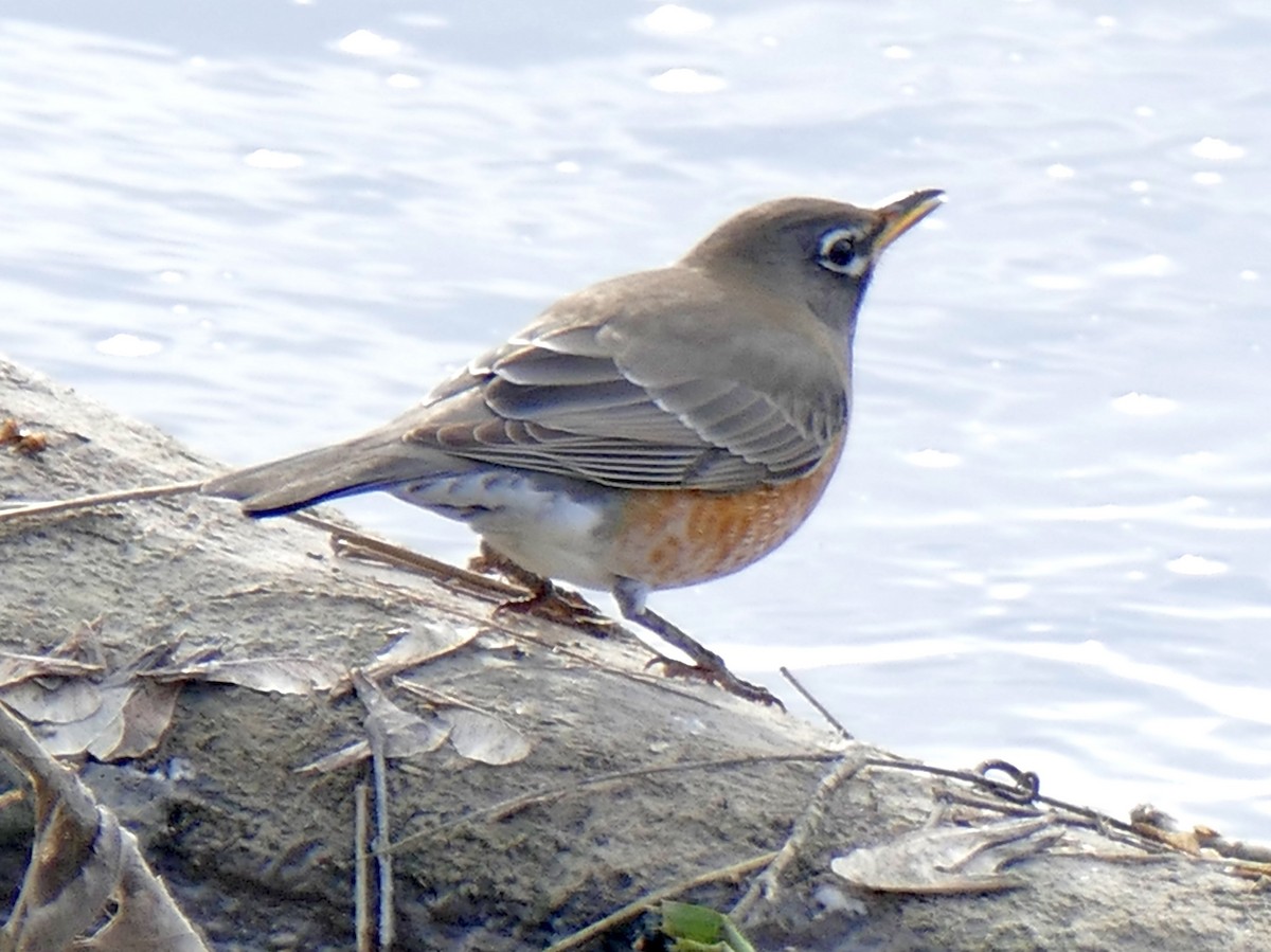 American Robin - ML645053938